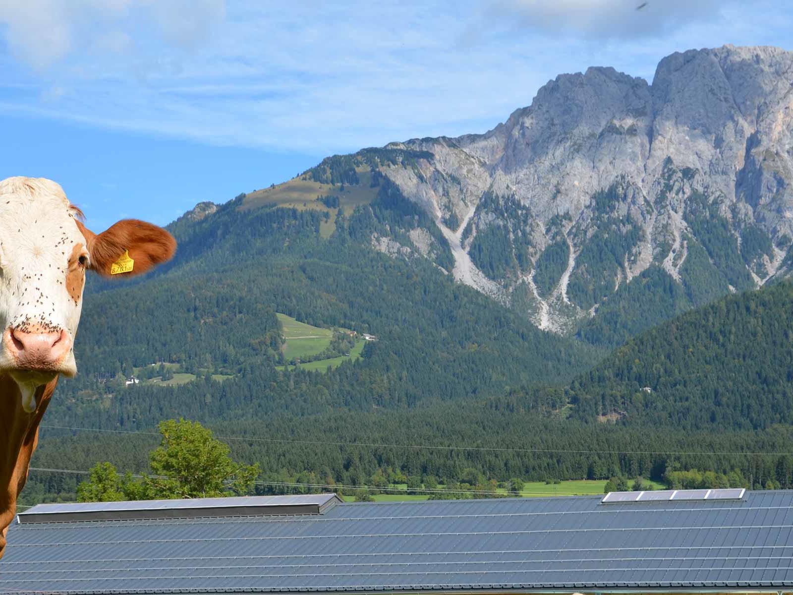 Im Gailtal geht es den Kühen gut- das schmeckt man auch am Käse.