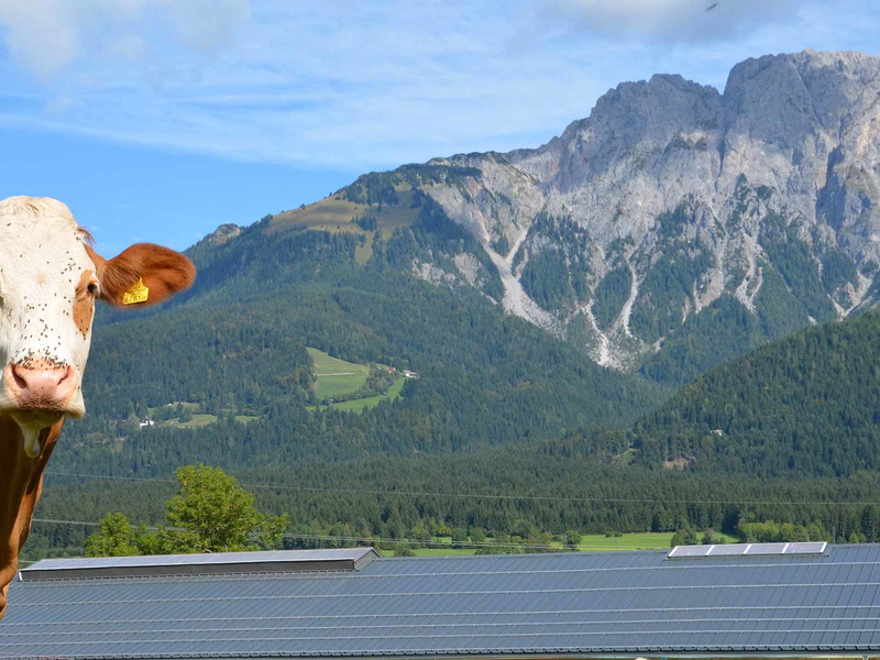 Im Gailtal geht es den Kühen gut- das schmeckt man auch am Käse.