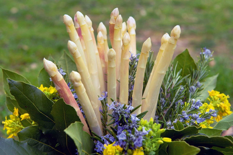 Der Südtiroler Spargel trägt den klingenden Namen Margarete.