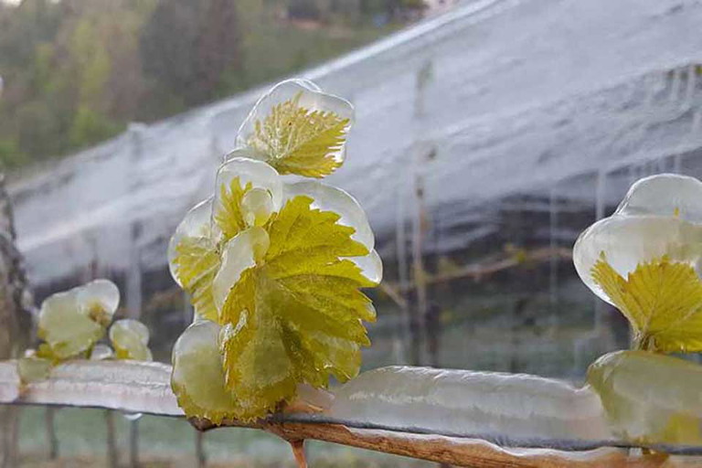 Österreich hat u.a. durch Frostberegnung wie hier bei Harald Lieleg starke Schäden großteils verhindern können.
