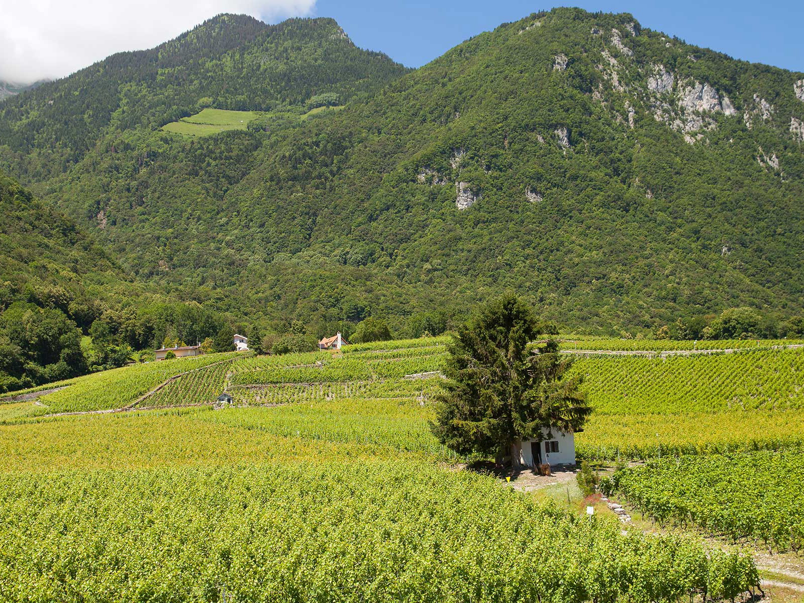 Klein, aber spannend: die Crémantregion Savoie