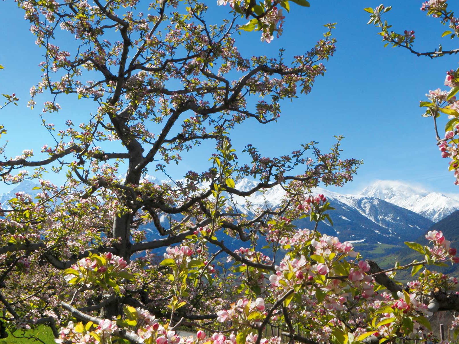 Blühende Apfelbäume säumen die Wege durch den Vinschgau.