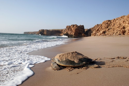 Eine Schildkröte im »Ras Al Jinz-Reserve« in Oman.