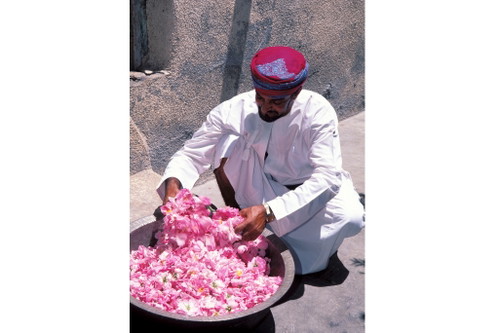 Die Herstellung von Rosenwasser in Nizwa.