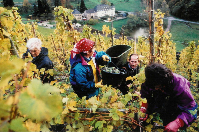 Teamwork bei der Wienlese.