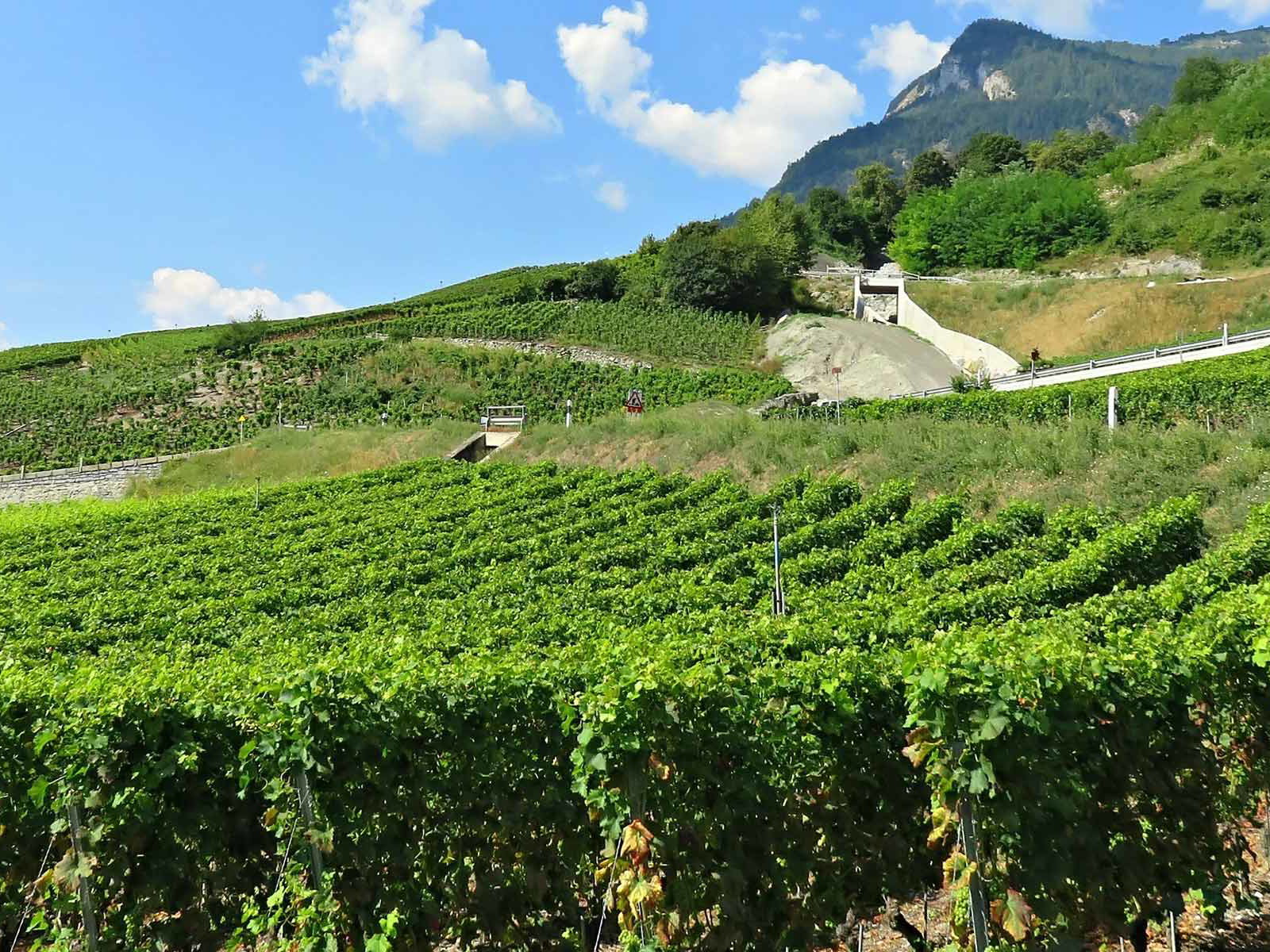 Die Walliser Weinberge beherbergen viele verschiedene Rebsorten.&nbsp;