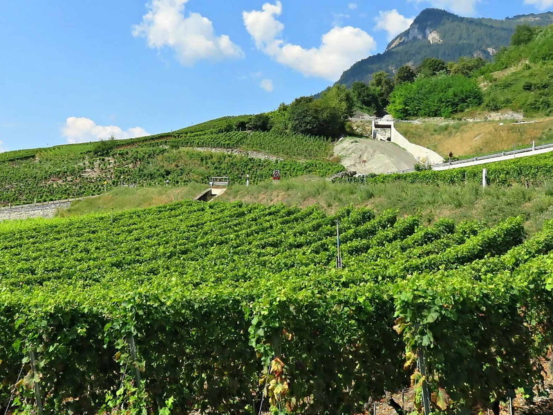 Die Walliser Weinberge beherbergen viele verschiedene Rebsorten.&nbsp;