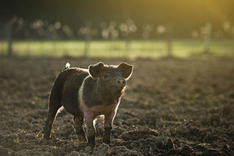 Am Biohof Labonca fühlen sich die Schweine sauwohl.