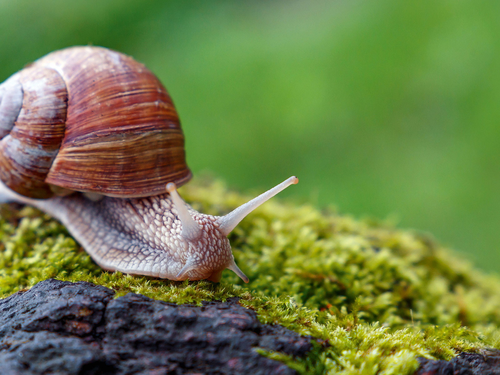 Schnecken waren eines der ersten Nahrungs­mittel des Menschen – vermutlich, weil sie nicht davonrennen.