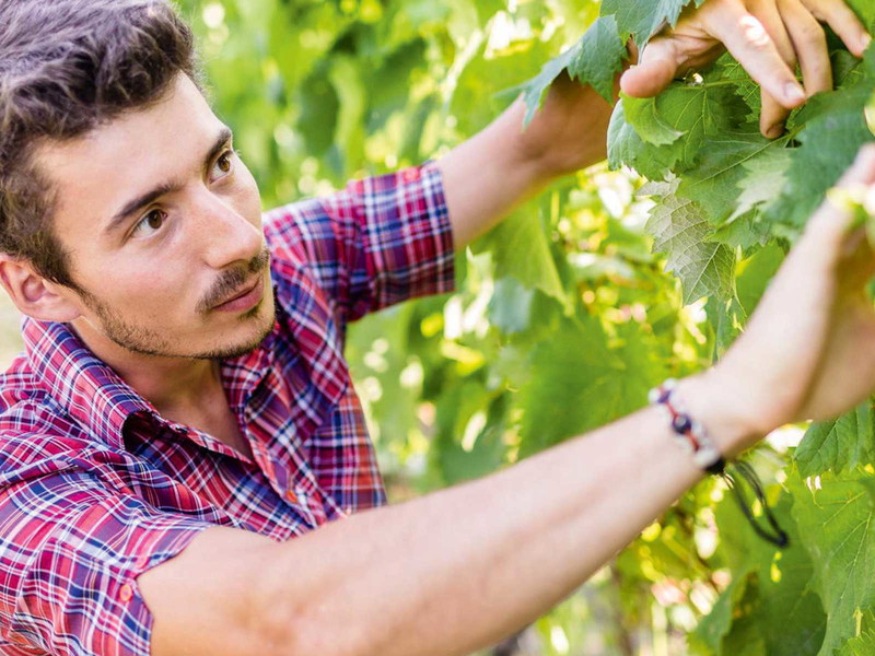 Thomas Niedermayer führt mit seinen Weinen das Bio-Erbe seines Vaters weiter.