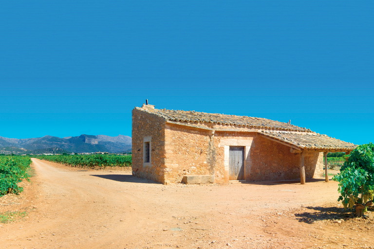 Etwa 40 Hektar groß ist die Finca Ca’n Ribas in der Nähe von Consell.