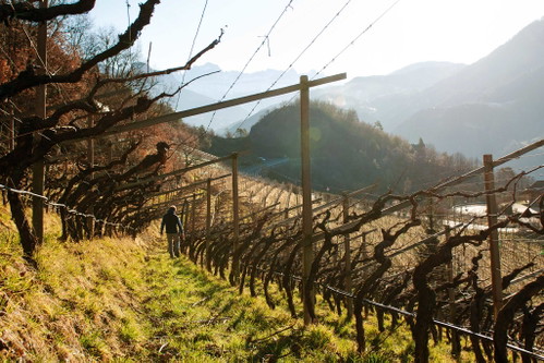Am Weingut Pranzegg stellt Martin Gojer biodynamische Weine her.