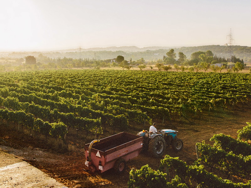 Die Weinbauregion Binissalem ist berühmt für den Manto-Negro-Rotwein.