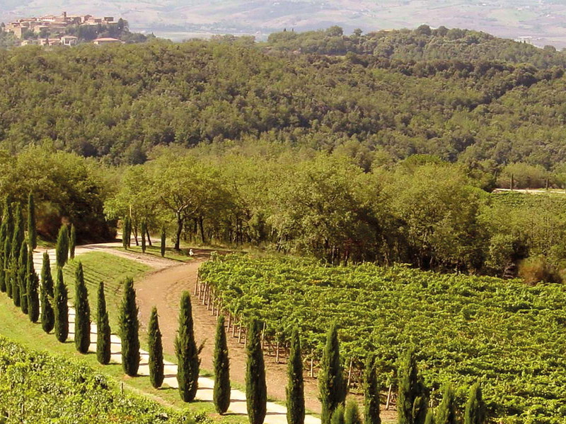 Malerisch inmitten von Weingärten: Sant'Angelo in Colle, südwestlich von Montalcino gelegen.