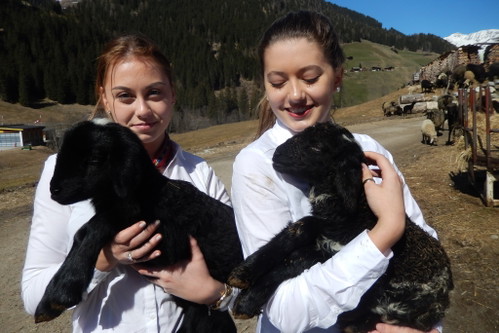 Theresa und Stefanie beim Schafzüchter in Tux.