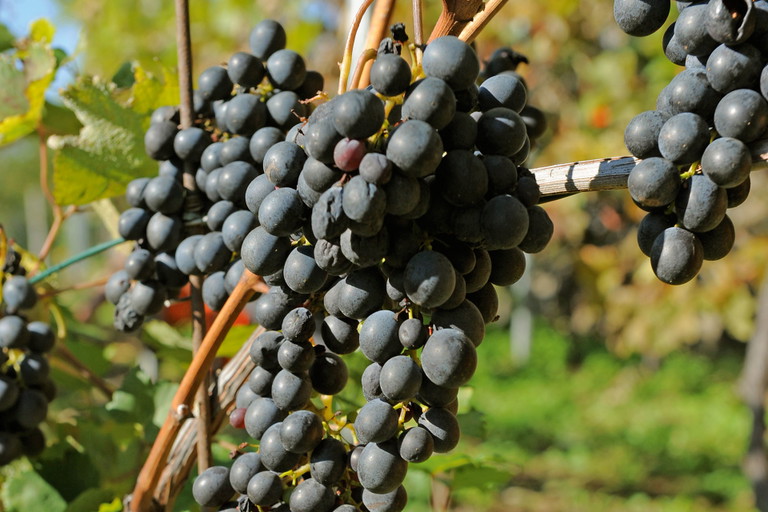 Die Bondola-Traube ist ertragreich, spätreifend, wird aber wegen&nbsp;ihrer Fäulnisanfälligkeit vor&nbsp;dem Merlot geerntet.
