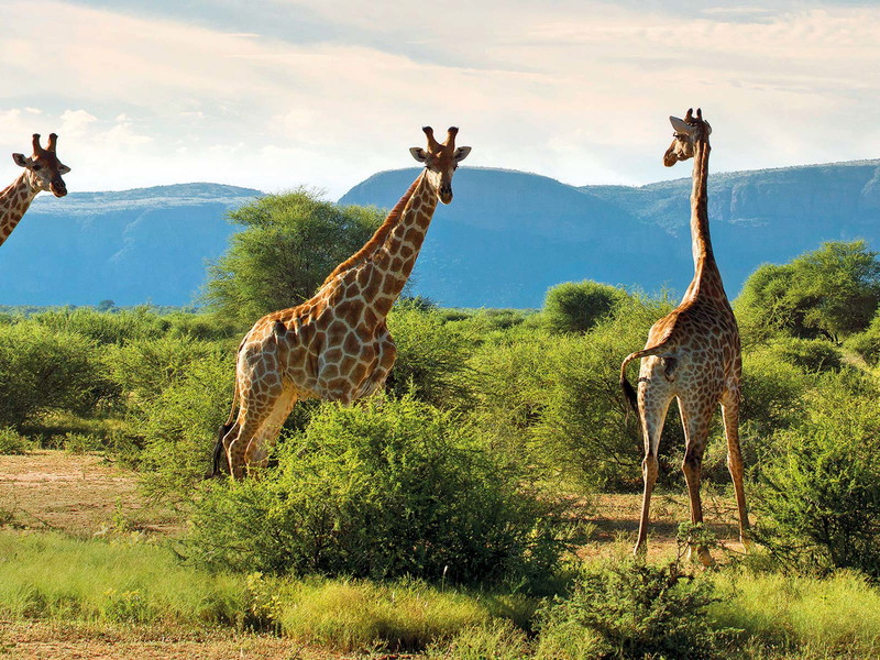 Die wilde Natur entdecken: in Safari-Lodges wie »Singita« oder »Marataba«.