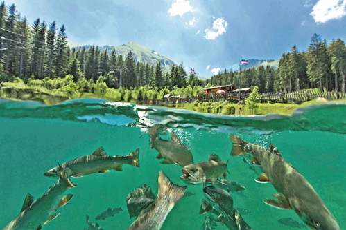 Fisch braucht Zeit. Nicht nur in der Pfanne, sondern vor allem im Wasser – hier im steirischen.