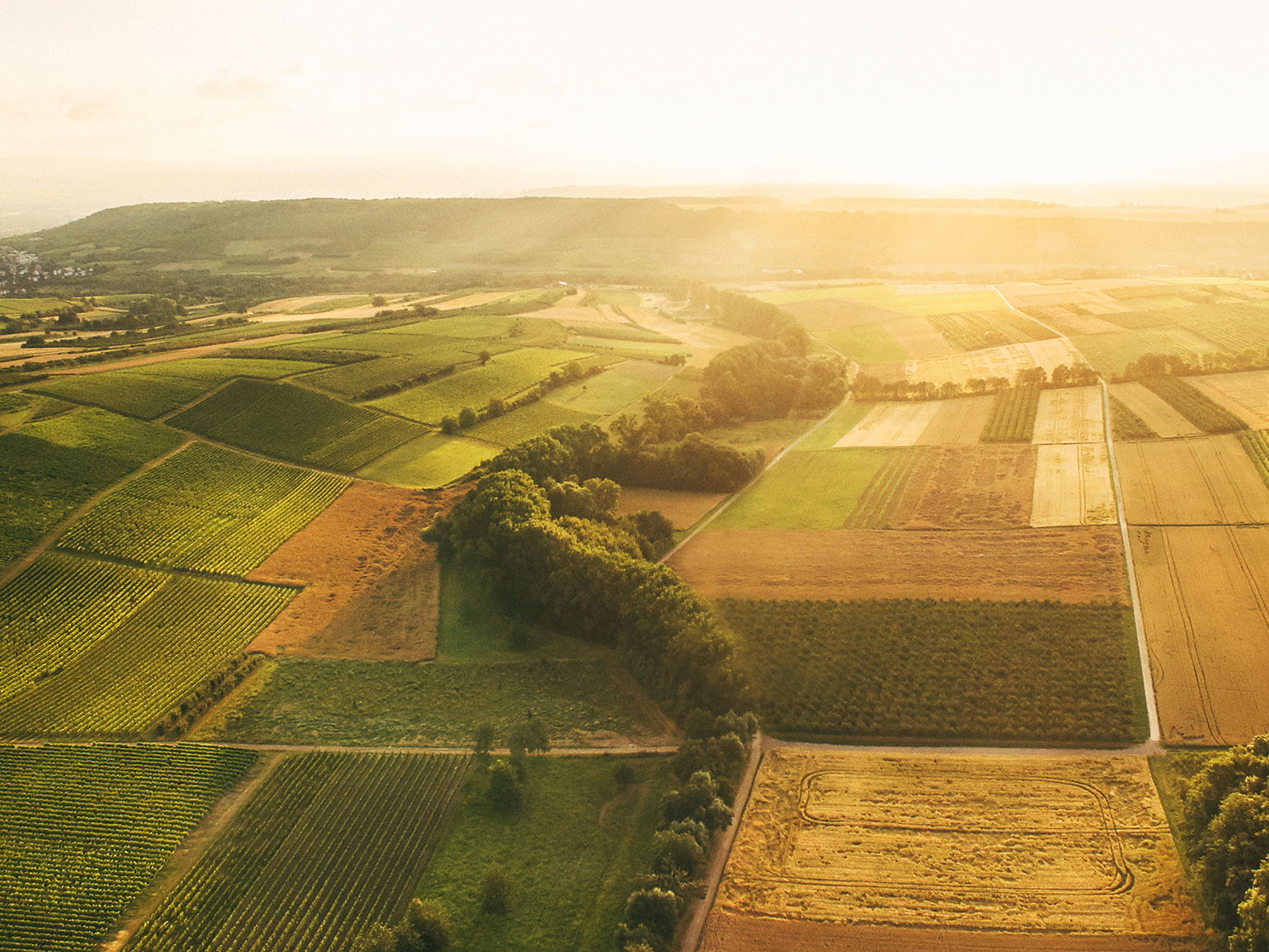 Das Weingut Knewitz liegt im Weißburgunder-Eldorado Appenheim.