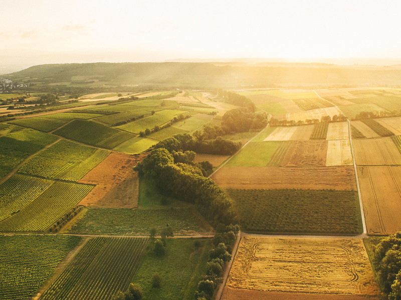 Das Weingut Knewitz liegt im Weißburgunder-Eldorado Appenheim.
