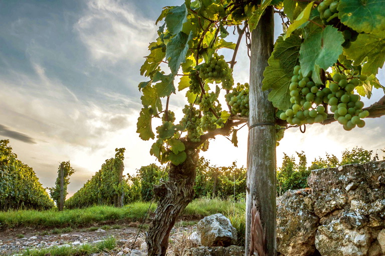 Weingut Michel aus Hochborn: alte Knorze, Kalkstein, kerngesunde Trauben.