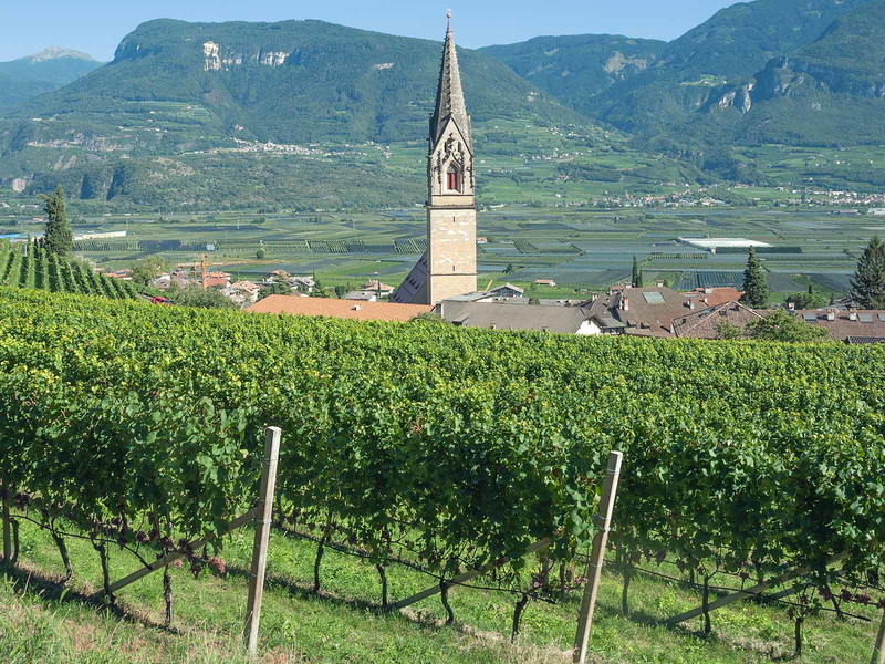 Weinreben in ganz Südtirol mussten heuer extremen Vegetationsperioden standhalten.&nbsp;