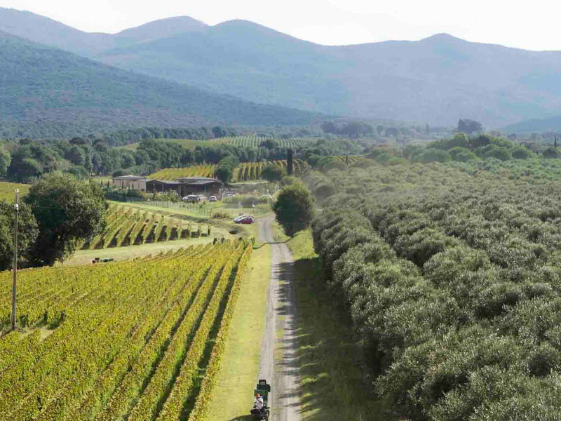Die Hügellandschaft von Bolgheri erstreckt sich bis zur Mittelmeerküste.&nbsp;