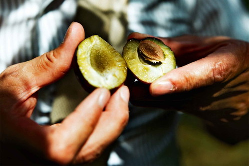 Top-Brennereien arbeiten mit pflück­reifem Obst. Ist es einmal zu Boden ­gefallen, risikiert man Verletzungen und Kontaminierung.