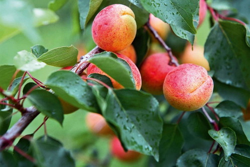 Die zarte Aprikose hasst den Frost, ­entwickelt aber dafür als Brand die schönsten Aromen.