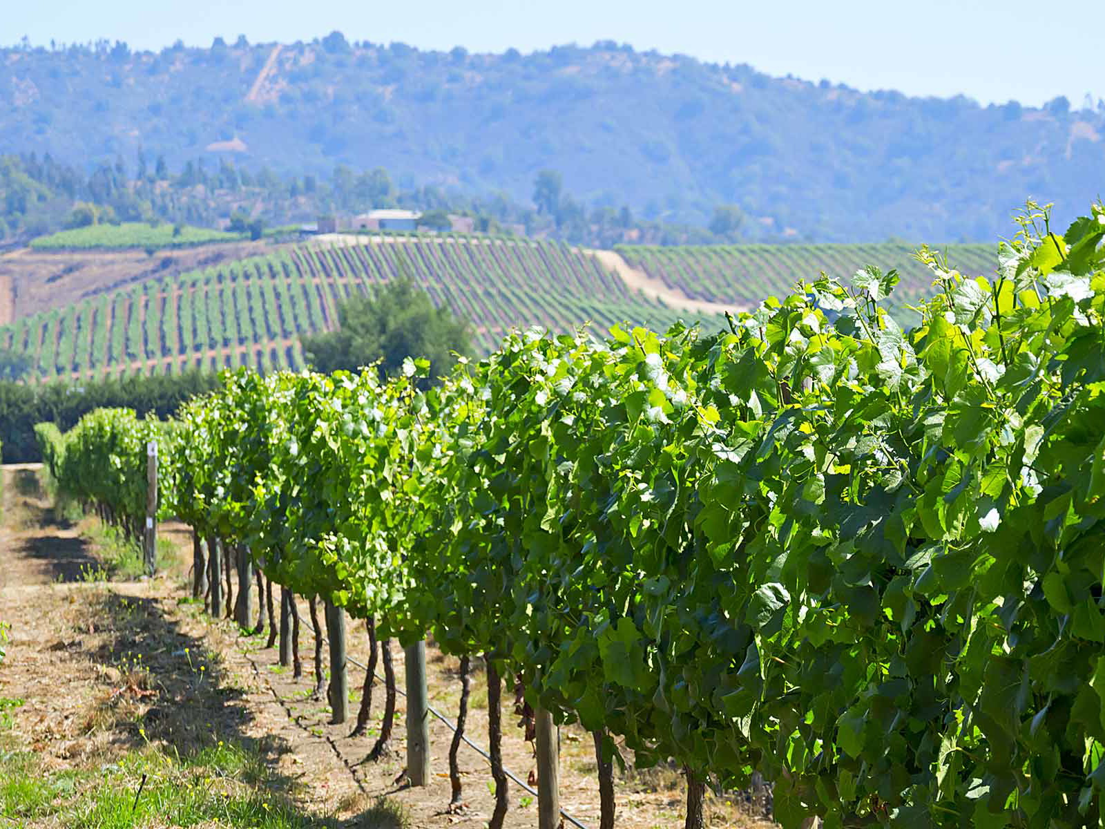 Die ertragreichen Weinberge von Chile verleihen dem Wein eine ganz besondere Note