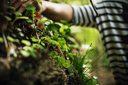 Naturschätze: »Foraging« hat in Slowenien eine lange Tradition.