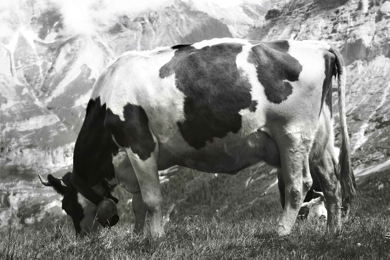 Edelkuh Berta: Ihr Weg vom glücklichen Wiederkäuer zum top­gastronomischen Trockenfleisch ist auf einer Website nachzulesen.&nbsp;
