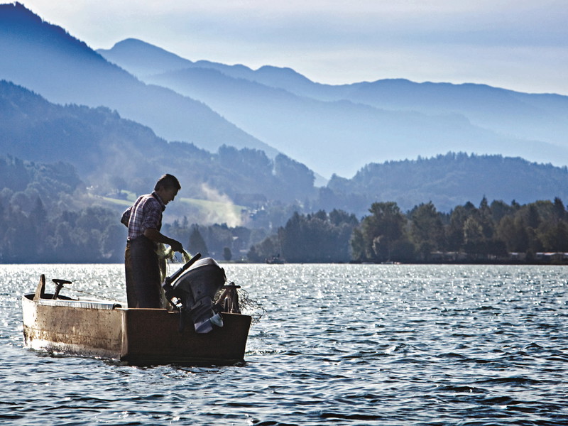 Salzburger Land: Die Fische dürfen in den Seen frei aufwachsen.