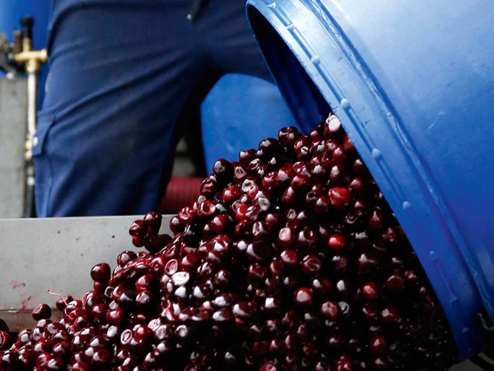 Die Vielfalt der Schweizer Kirschsorten ist groß. Den Unterschied schmeckt man.&nbsp;