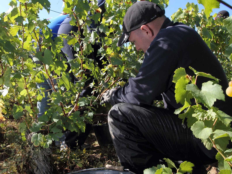 In der Champagne werden die Trauben ausschließlich von Hand gelesen.