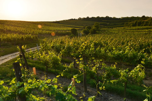 95 PunkteGrüner Veltliner Ried Schlossberg 1 ÖTW 2015Weinbau Karl Fritsch, Oberstockstall, Wagram, € 22,–