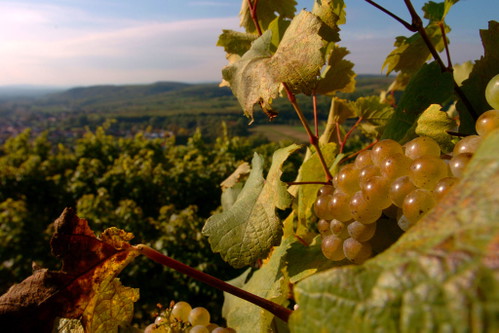 96 PunkteGrüner Veltliner Kamptal DAC Ried Lamm 1 ÖTW 2016Weingut Schloss Gobelsburg, Kamptal, k. A.