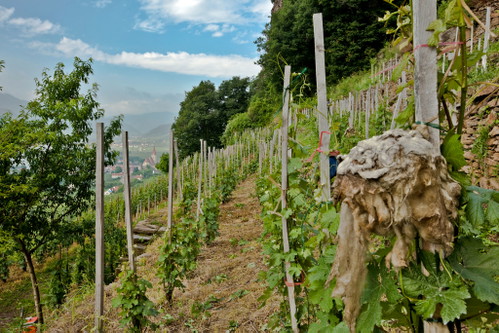 96 PunkteGrüner Veltliner Smaragd Ried Zwerithaler Kammergut 2016Weingut Prager, Weißenkirchen, Wachau, k. A.