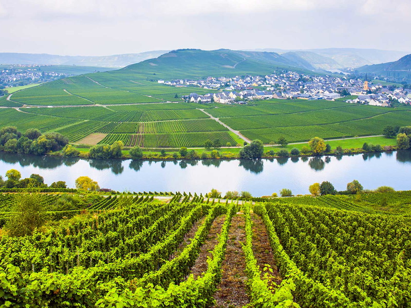 Die Mosel wird zur Wiege einer neuen Rarität.