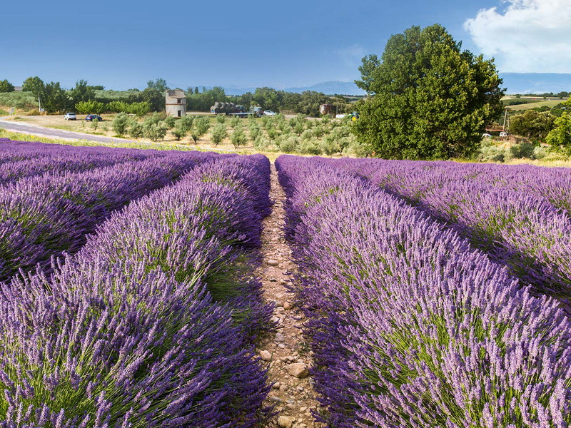 Strahlend violette Lavendel-Felder säumen den Weg durch die Provence.