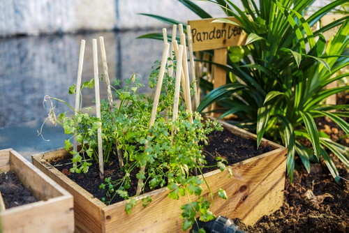 Selbstversorger Kräuter werden im »Parkroyal on Pickering« im
hoteleigenen Garten angebaut.