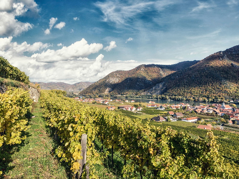 Blick vom Kollmitz auf Wösendorf in der Wachau, wo Rudi Pichler seine Prachtweine keltert.