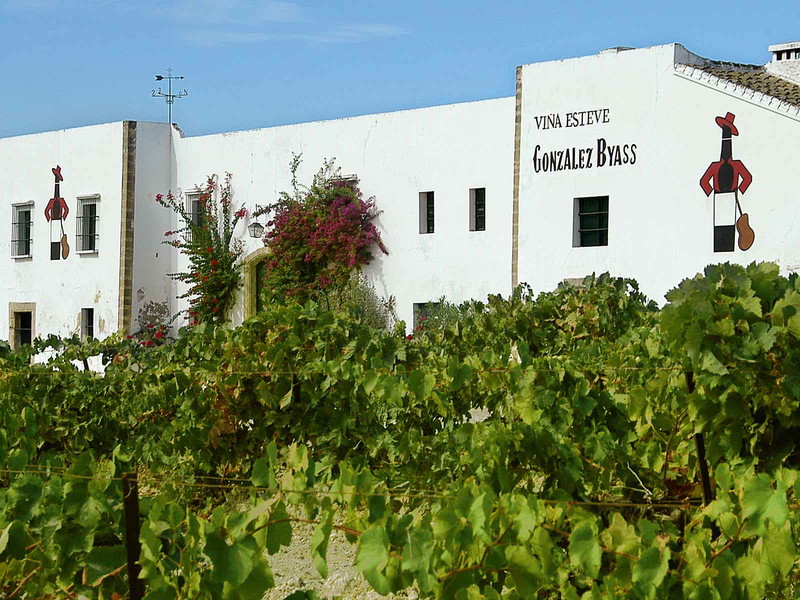 González Byass besitzt 800 Hektar in Jerez. Die Viña Esteve verfügt über Weingärten mit Pedro-Ximénez-Reben.