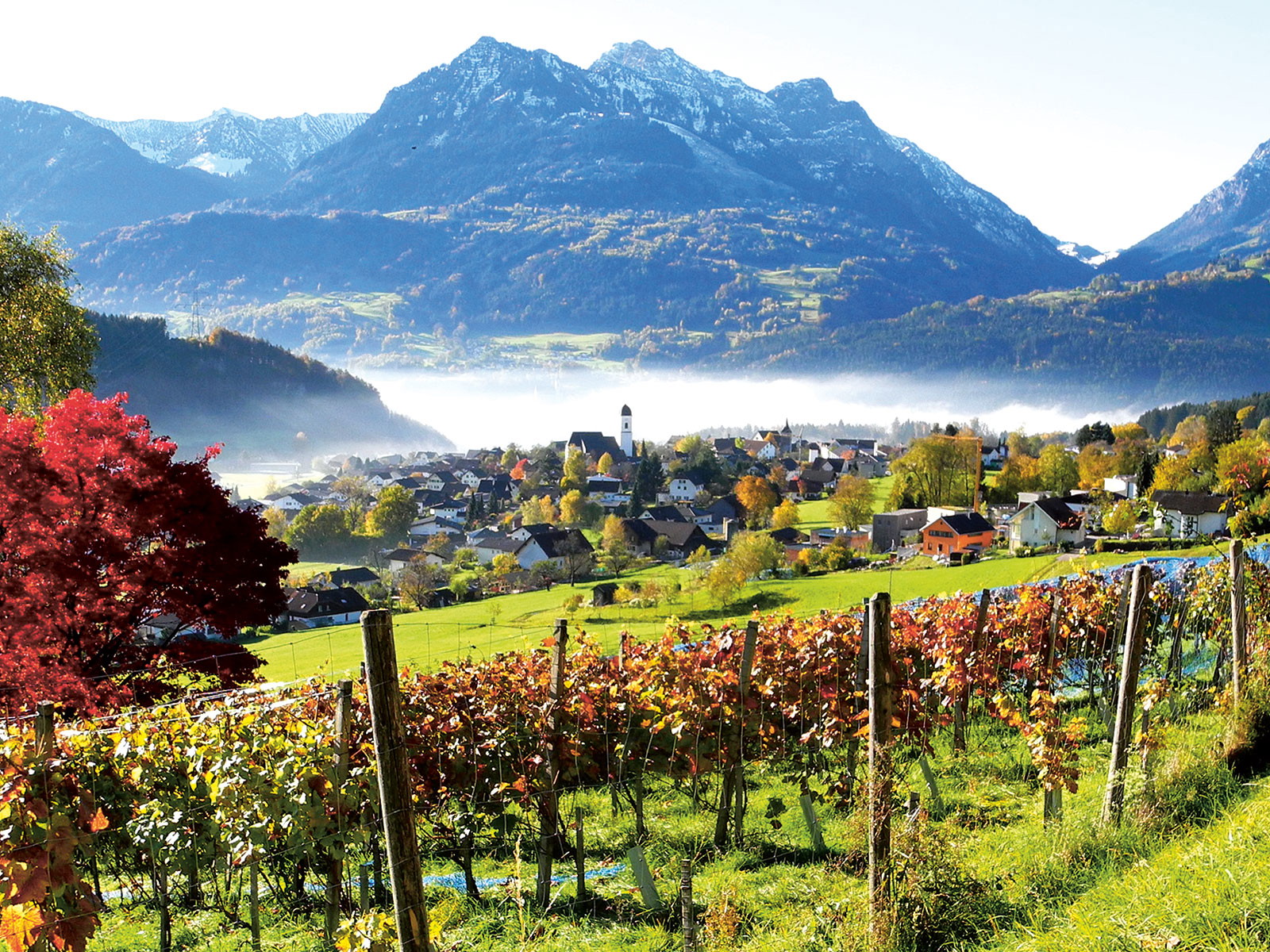 Im Moment werden in Vorarlberg nur 20 Hektar Reben bewirtschaftet.