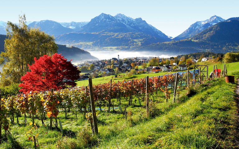 In Vorarlberg bewirtschaften die »Walgau-Winzer« Weingärten auf bis zu 750 Meter Seehöhe. 