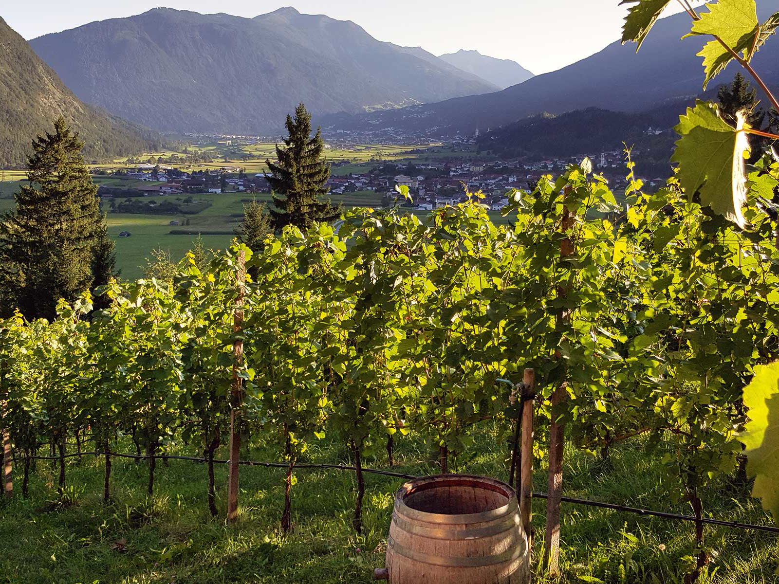Weingut Flür in Tirol: Die Trauben für Blauburgunder, Sylvaner und Müller-Thurgau werden am Weinberg Apazhof angebaut. 