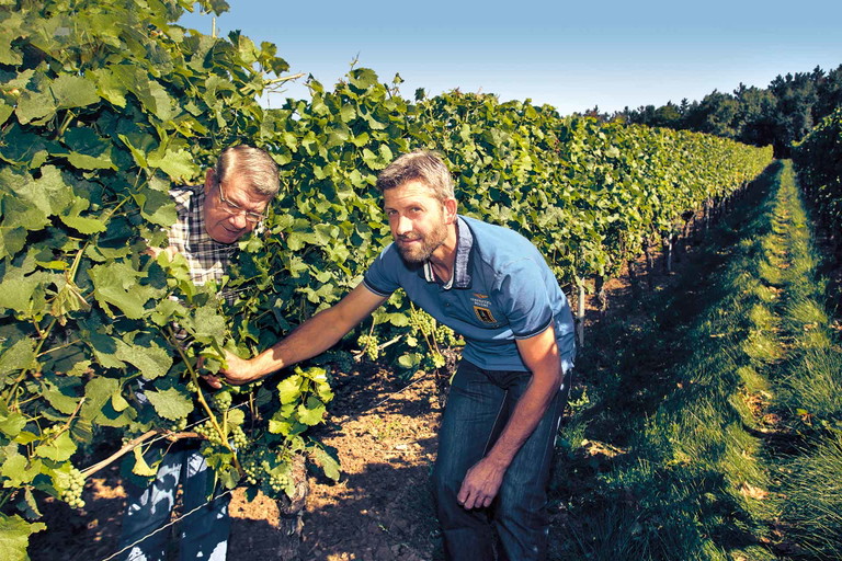 Weingut Störten &amp; Krenig - In den Steilhängen von Randersacker vor den Toren Würzburgs gelangen die Silvanertrauben für Experimente wie »Pure Grapes« bis zur perfekten Reife.