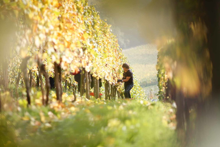 Auch in Luxemburg – hier bei den Caves Gales – findet der Weinbau meist in Steillagen statt.
