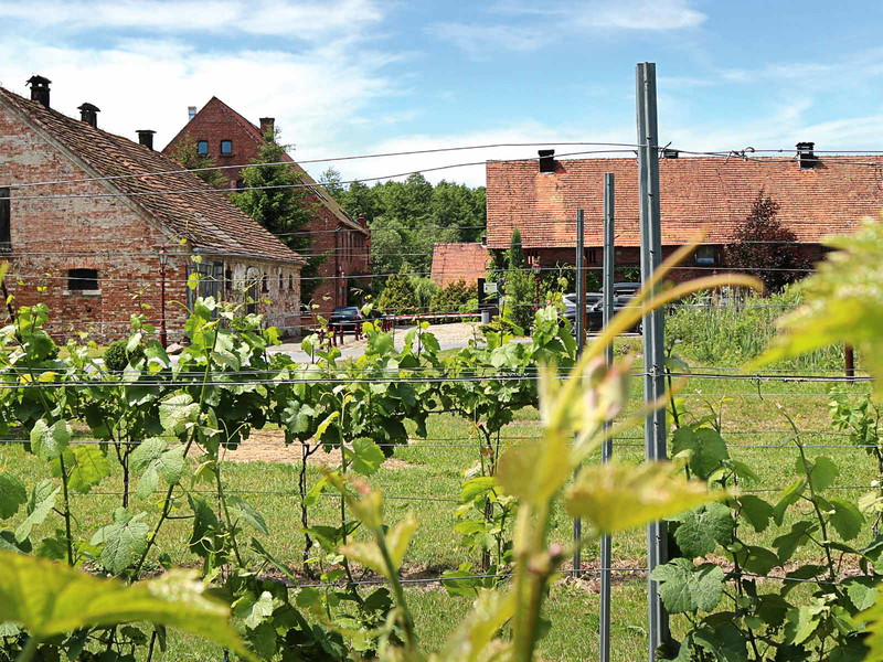 Das Weingut Jaworek sieht es als »Mission« an, den polnischen Wein ins Bewusstsein der Konsumenten zu holen.