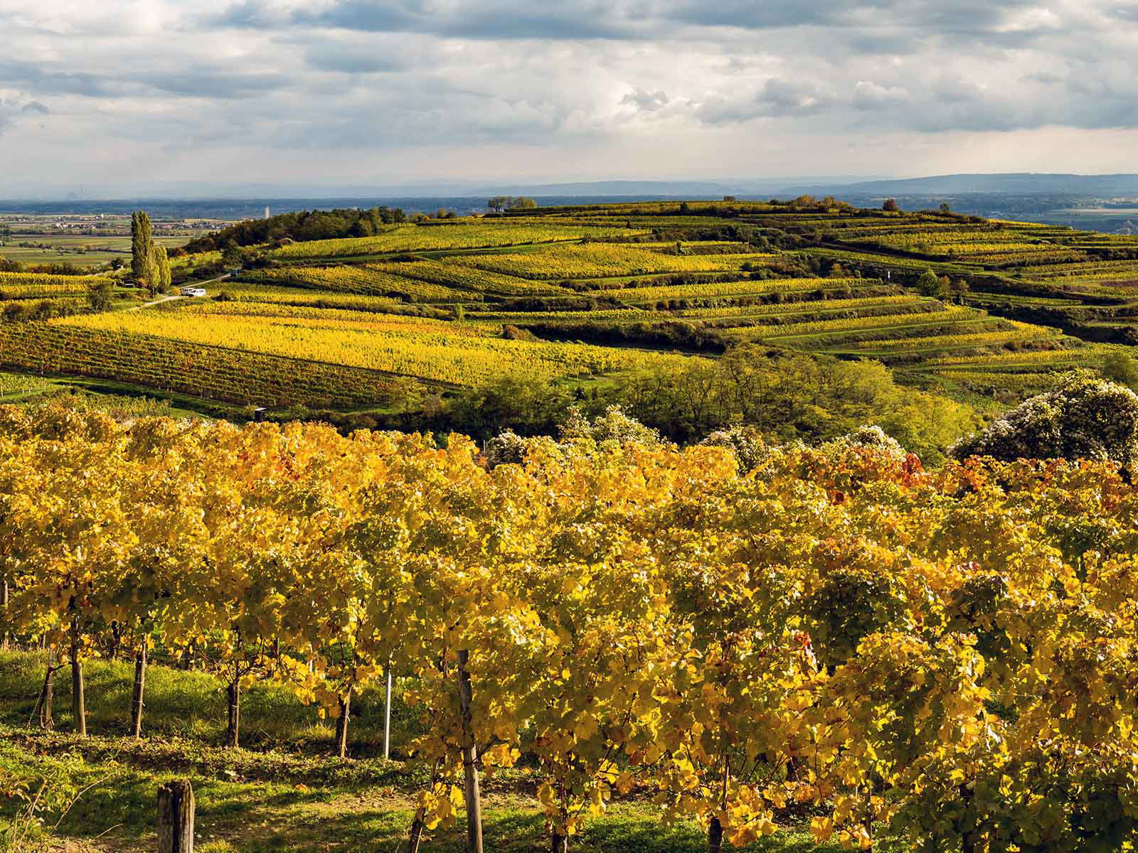 Herbstlicher Blick über die Gobelsburger Weingärten in Richtung Donautal.